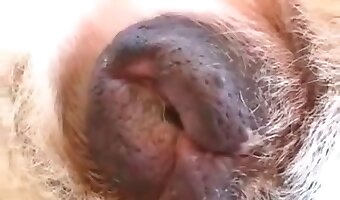 really, zoosex
